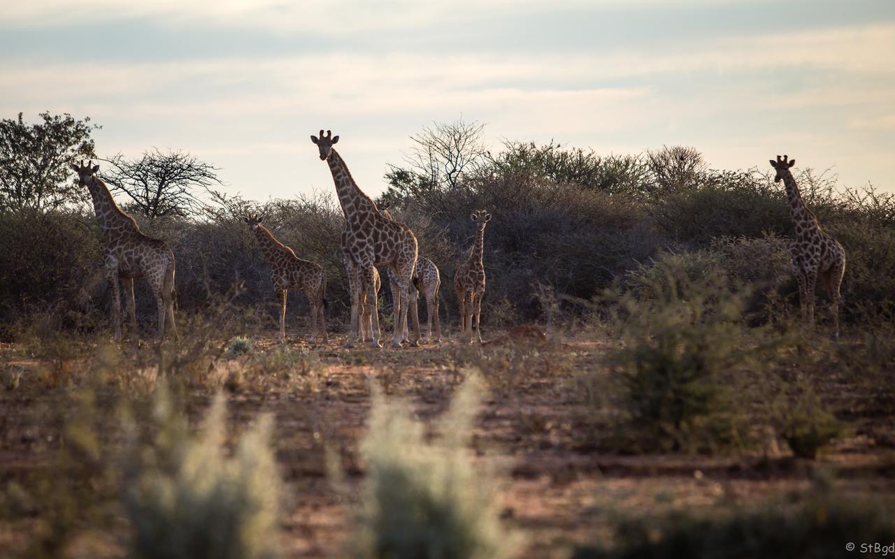Aloegrove Safari Lodge Otjiwarongo Exterior photo
