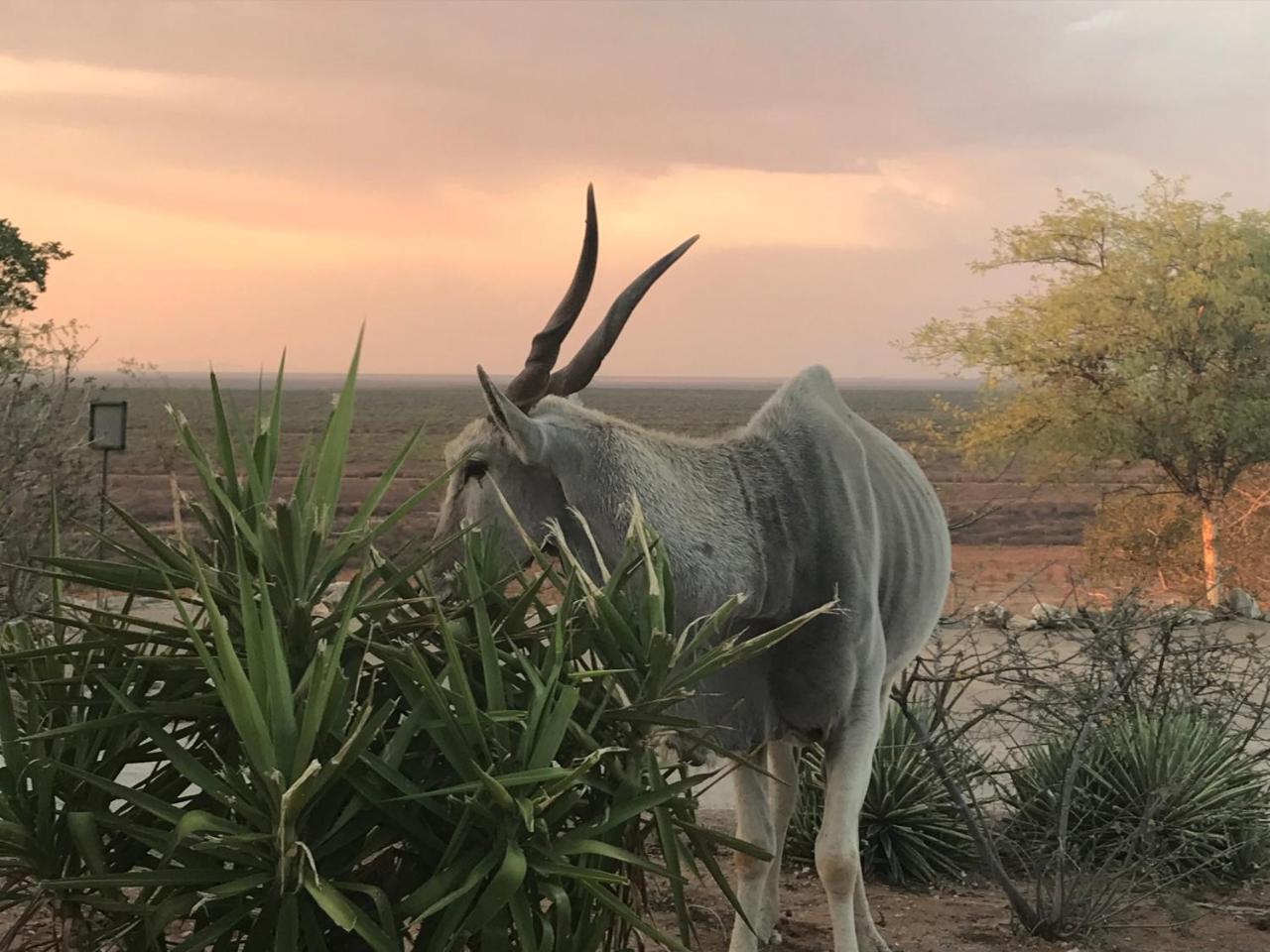 Aloegrove Safari Lodge Otjiwarongo Exterior photo